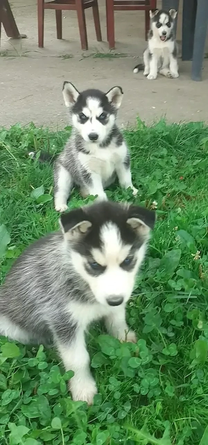3 căței Husky Siberian - un băiat și 2 fete - Ochi Albaștri - Rasă pură - imagine 2