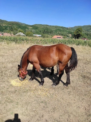 Vad mânza de 1.4 luni  - imagine 4