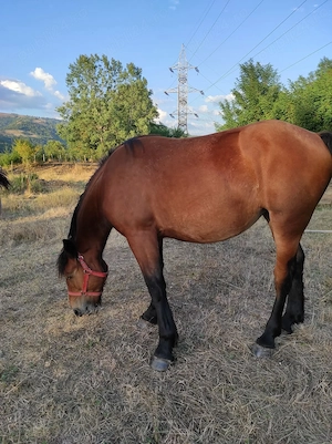Vad mânza de 1.4 luni  - imagine 2