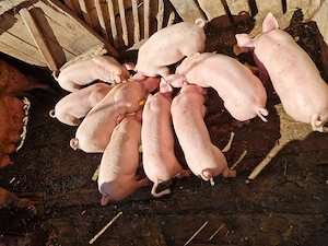Vând Purcei! Purcei de carne