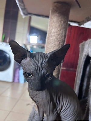 Pui pisica sphynx - imagine 2