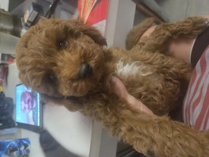 Poodle, Pudel red mini toy 