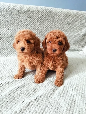 Pui Poodle   Caniche Mini Toy   talie foarte mică