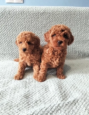 Pui Poodle   Caniche Mini Toy   talie foarte mică - imagine 3