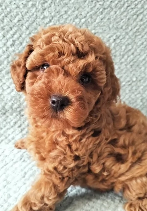 Pui Poodle   Caniche Mini Toy   talie foarte mică - imagine 4