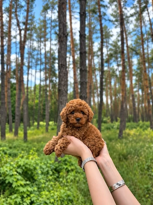 Pui Poodle   Caniche Mini Toy   talie foarte mică, parinti cu Pedigree - imagine 2