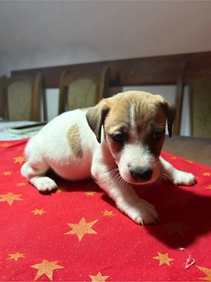 vand catei Jack Russle Terrier - imagine 5