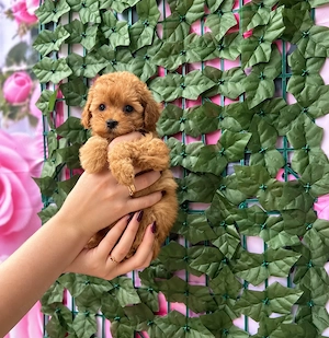 Poodle Pitic Red, talie Toy,  genetică deosebita, rasă hipoalergenica  - imagine 2