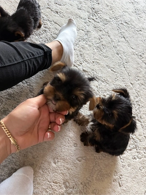Yorkshire terrier