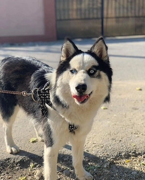 husky siberian cauta fem - imagine 2
