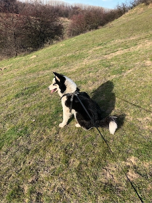 husky siberian cauta fem - imagine 5