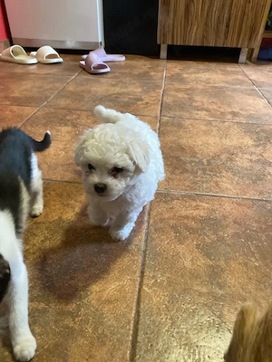 bichon maltesse - imagine 4
