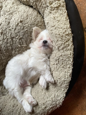 bichon maltesse - imagine 3