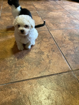 bichon maltesse - imagine 5
