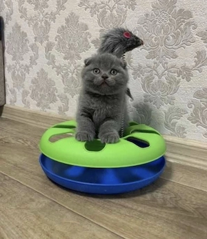 Scottish fold băieței și fetițe  - imagine 3