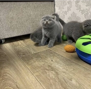 Scottish fold băieței și fetițe  - imagine 2