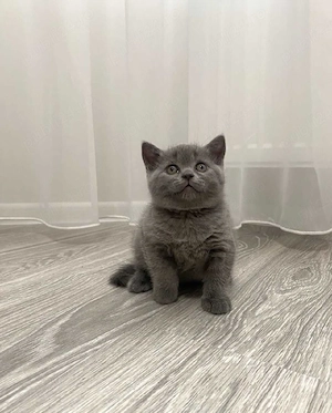 British shorthair pui superbi - imagine 3