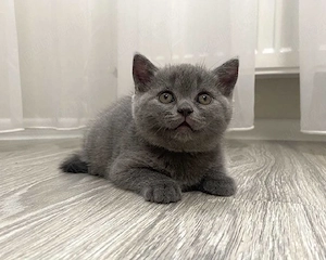 British shorthair pui superbi