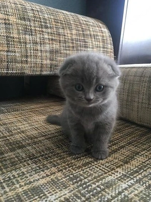 Scottish fold puiuți