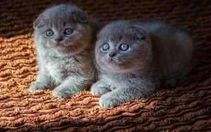 Scottish fold puiuți - imagine 2