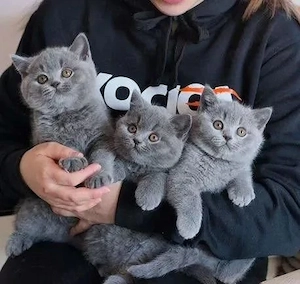 British shorthair pui superbi - imagine 3