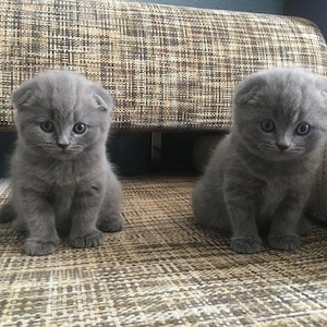 Scottish fold puiuți - imagine 3