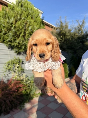 Cocker spaniel puiuți - imagine 4