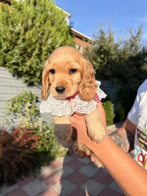 Cocker spaniel puiuți - imagine 2