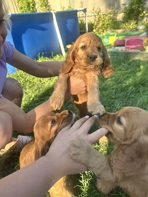 Cocker spaniel pui - imagine 3