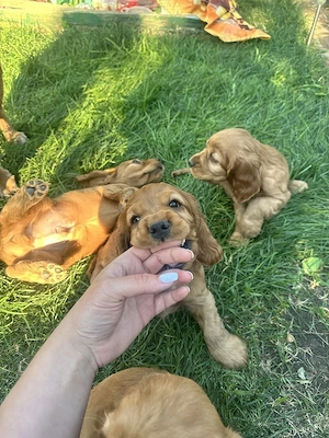 Cocker spaniel pui - imagine 2