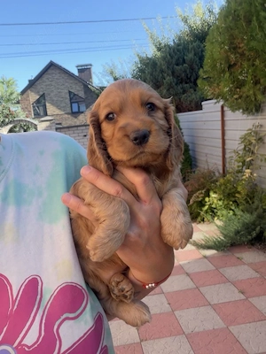 Cocker spaniel puiuți - imagine 2