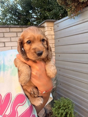 Cocker spaniel puiuți - imagine 3