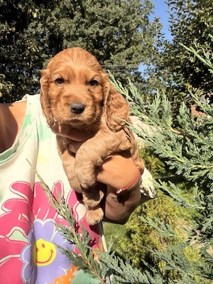 Cocker spaniel puiuți - imagine 4