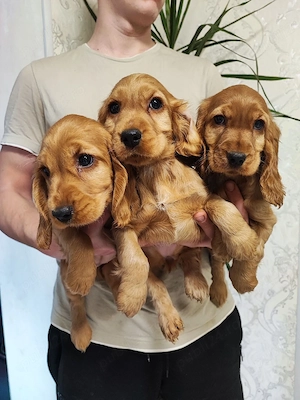 Cocker spaniel cățeluși  - imagine 3