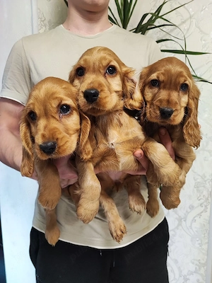 Cocker spaniel cățeluși  - imagine 2