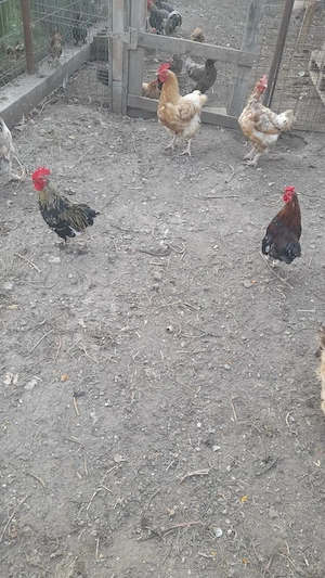 Cocoși piticii de vanzare