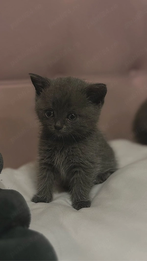 Puiuti British Shorthair Blue - imagine 3