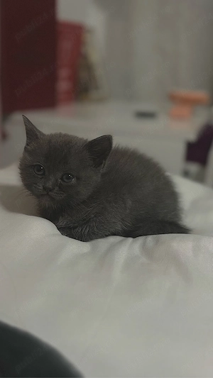 Puiuti British Shorthair Blue - imagine 4