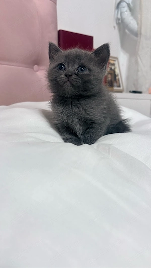 Puiuti British Shorthair Blue - imagine 2