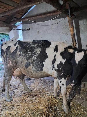 văcuță cu vițelul ei de vânzare. 