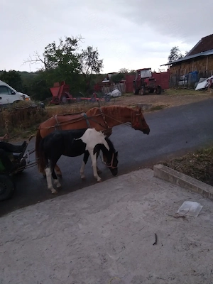 Vand o iapa de 10 ani și un armăsar de 4 luni, preț 3000 de euro, comuna Lazareni - imagine 3