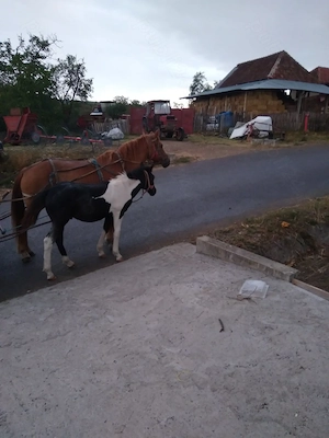 Vand o iapa de 10 ani și un armăsar de 4 luni, preț 3000 de euro, comuna Lazareni - imagine 2
