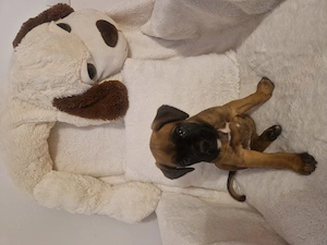 Pui Boxer cauta casa - imagine 4