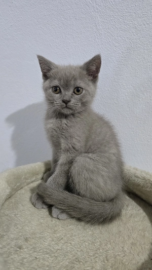 Pisici british shorthaire și scotish fold  - imagine 4