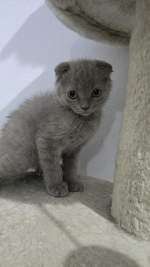 Pisici british shorthaire și scotish fold  - imagine 5