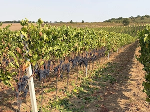 Vand struguri roșii pentru vin