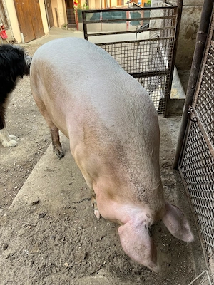 Vând porc aproximativ 200 kg - imagine 3