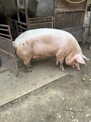 Vând porc aproximativ 200 kg - imagine 5