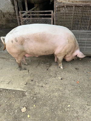 Vând porc aproximativ 200 kg - imagine 2