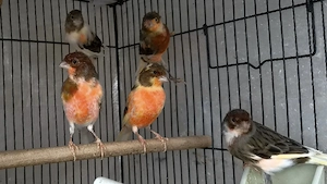 CANARI Arlechin portughez - imagine 2